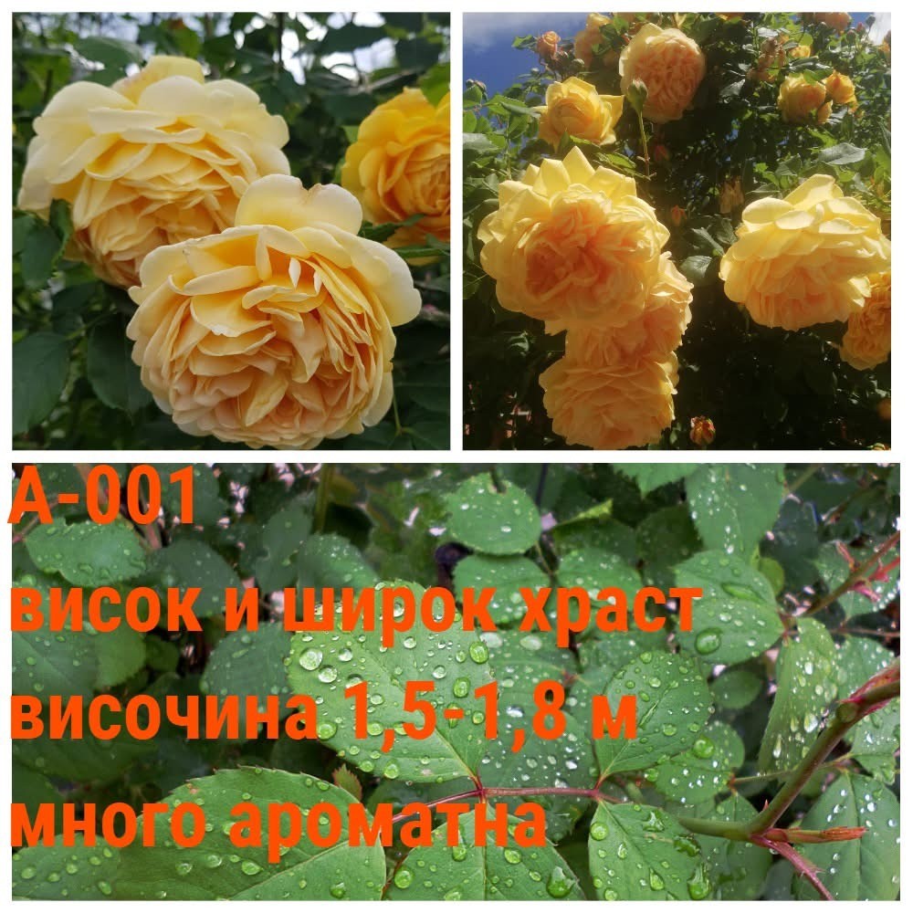 А-001 - Роза в саксия 2 л