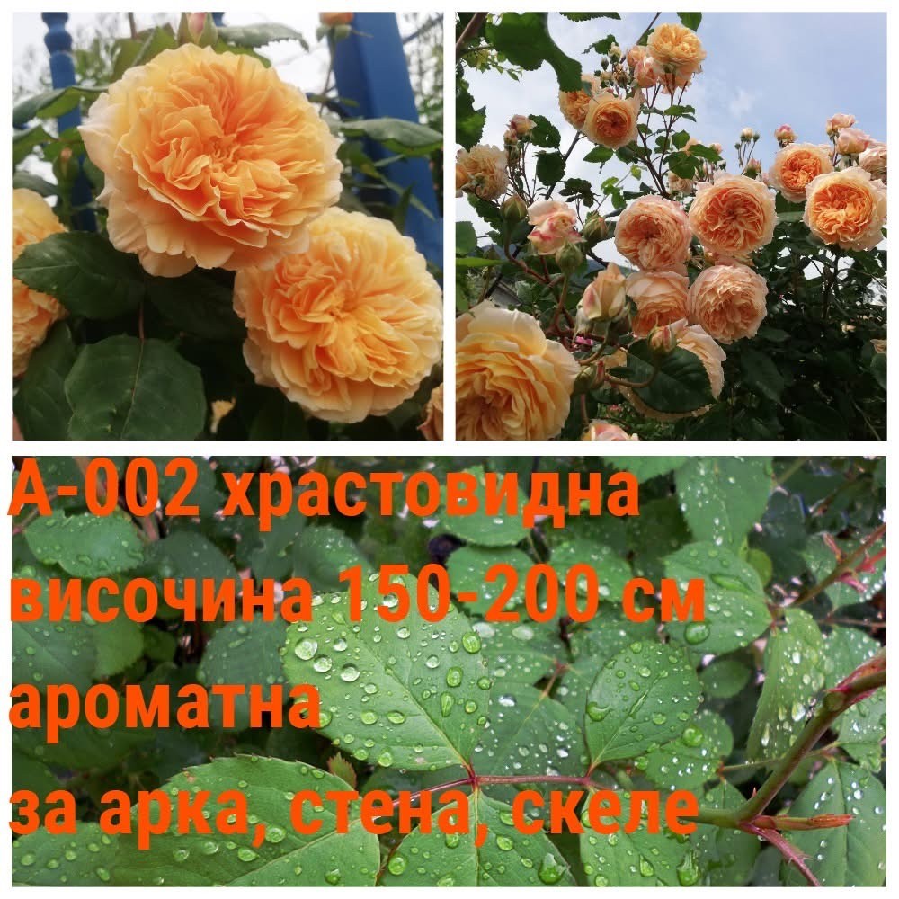 А-002 - Роза в саксия 2 л