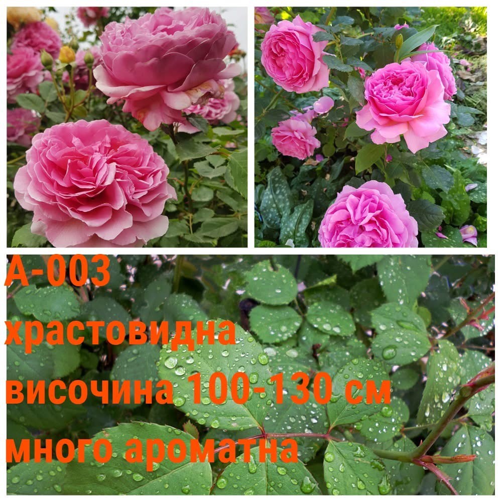 А-003 - Роза в саксия 2 л