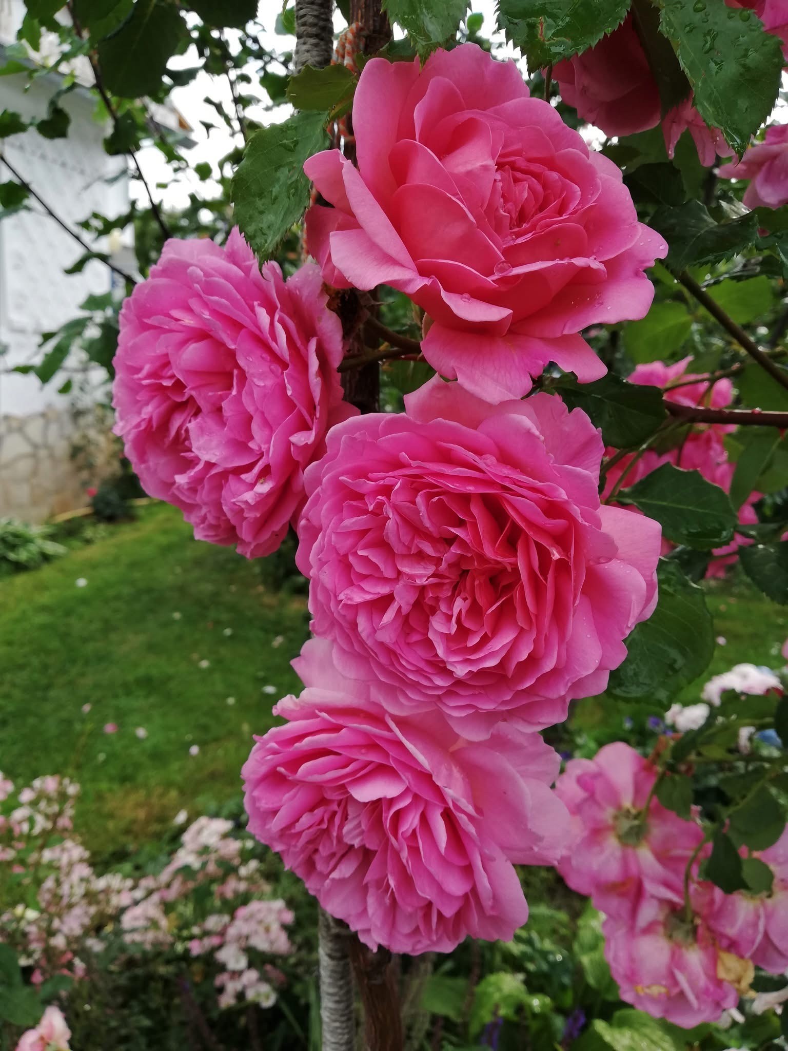 А-003 - Роза в саксия 3 л