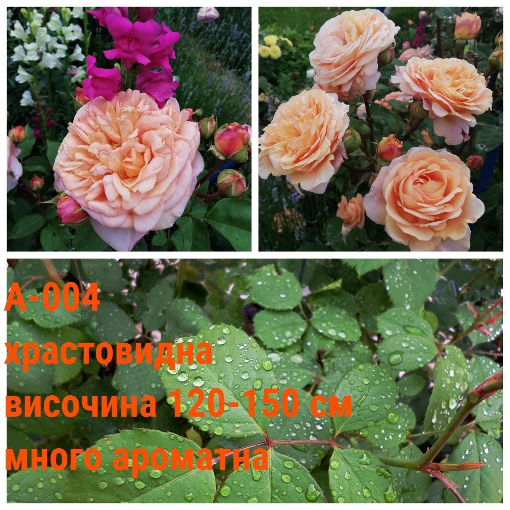 А-004 - Роза в саксия 2 л