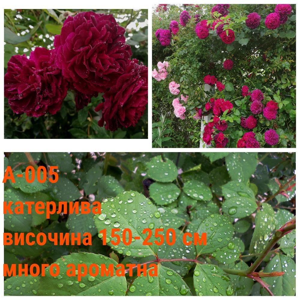 А-005 - Роза в саксия 2 л