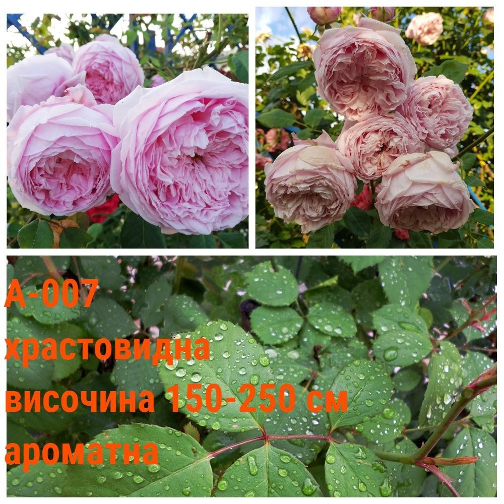 А-007 - Роза в саксия 2 л