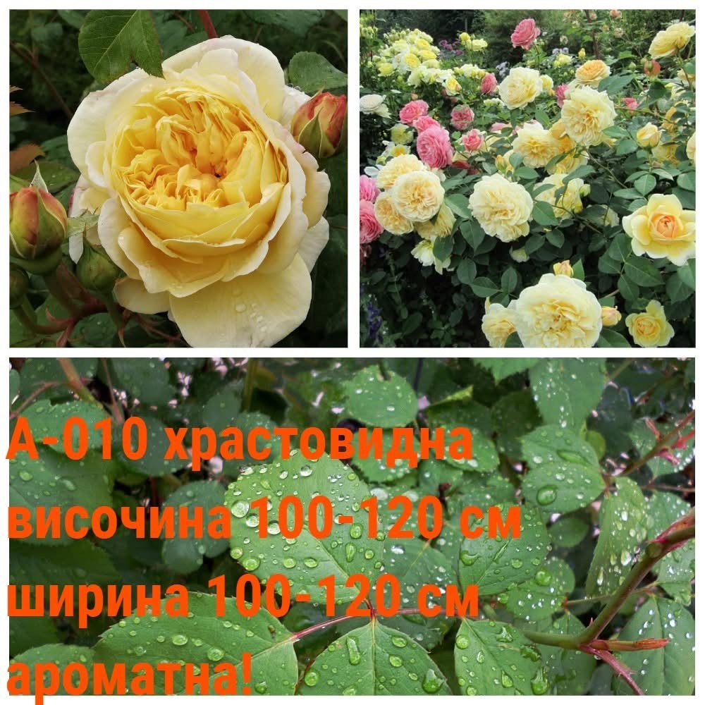 А-010 - Роза в саксия 2 л