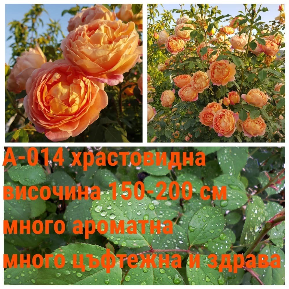 А-014 - Роза в саксия 2 л