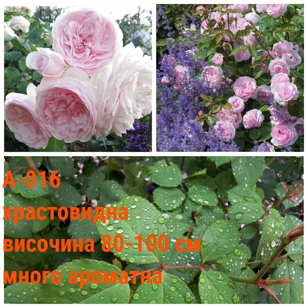 А-016 - Роза в саксия 2 л