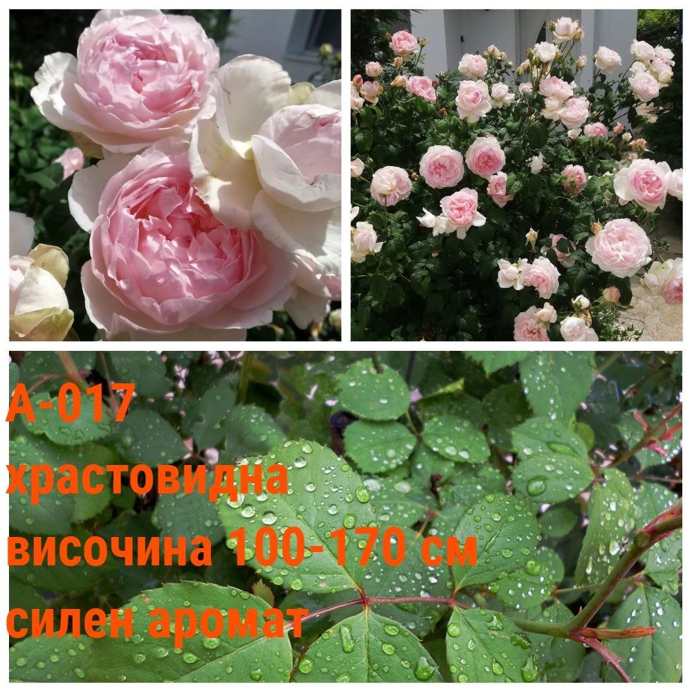 А-017 - Роза в саксия 2 л