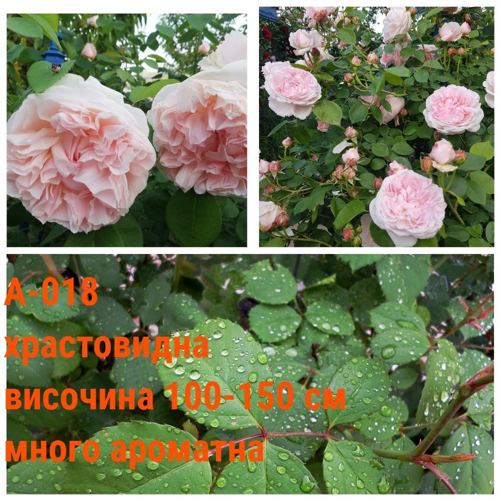 А-018 - Роза в саксия 2 л