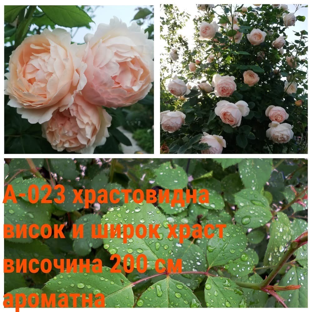 А-023 - Роза в саксия 2 л