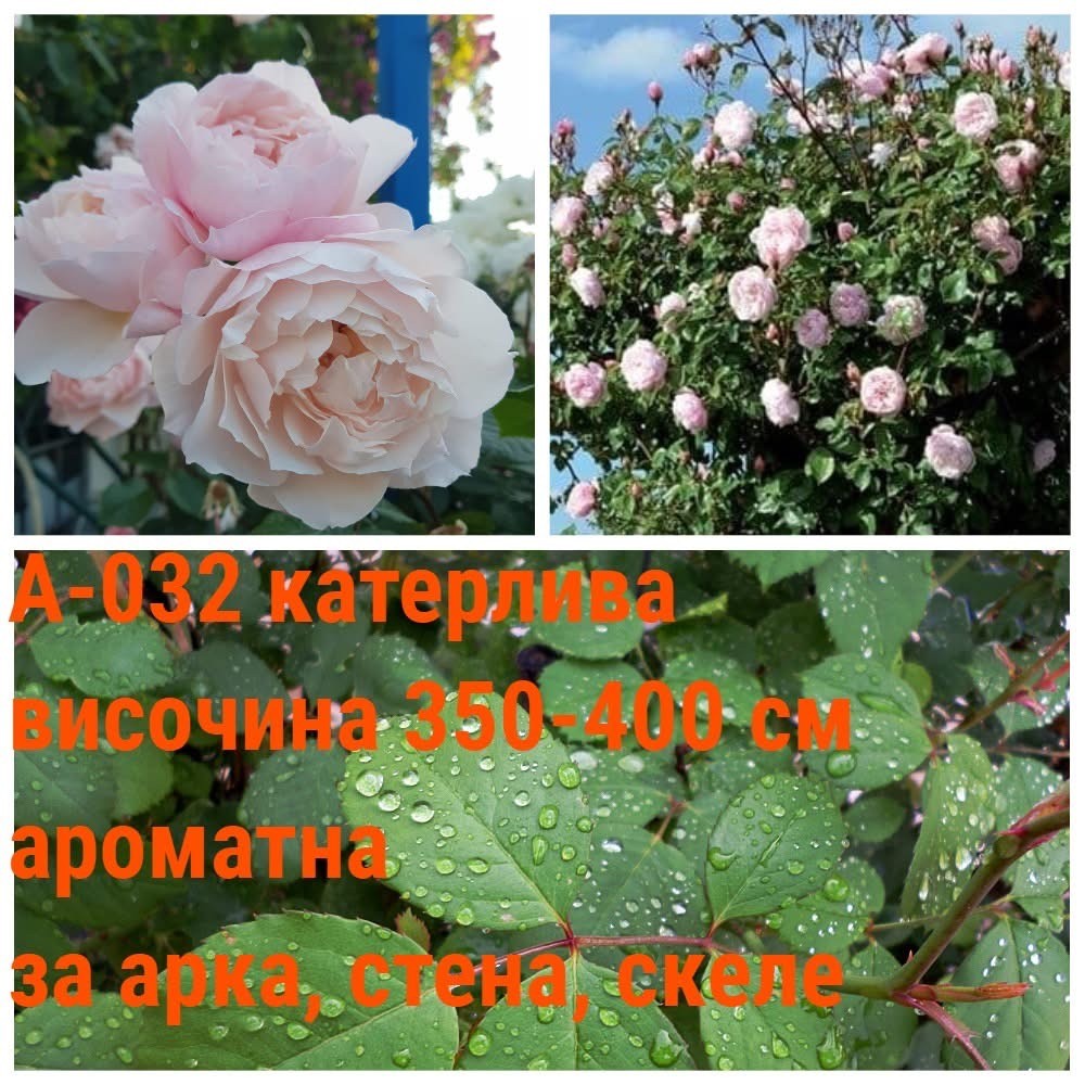 А-032 - Роза в саксия 2 л