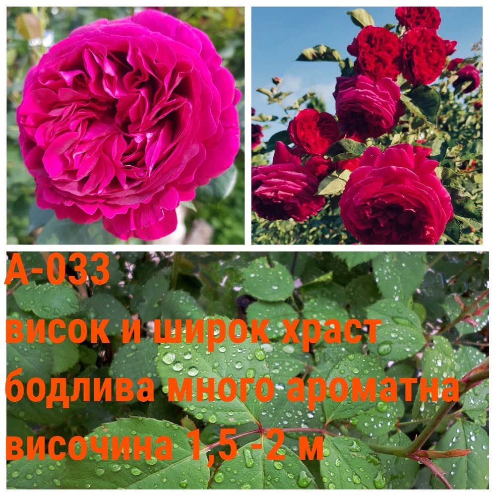 А-033 - Роза в саксия 2 л