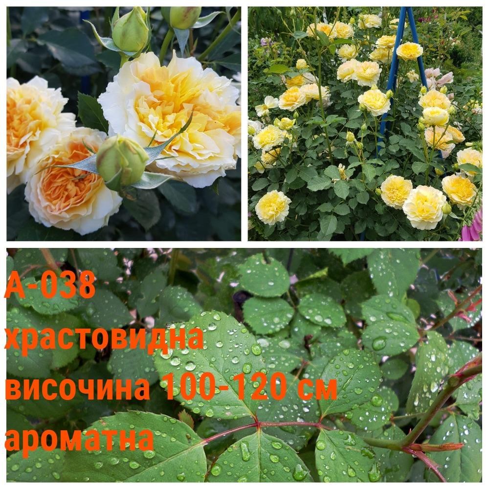 А-038 - Роза в саксия 2 л