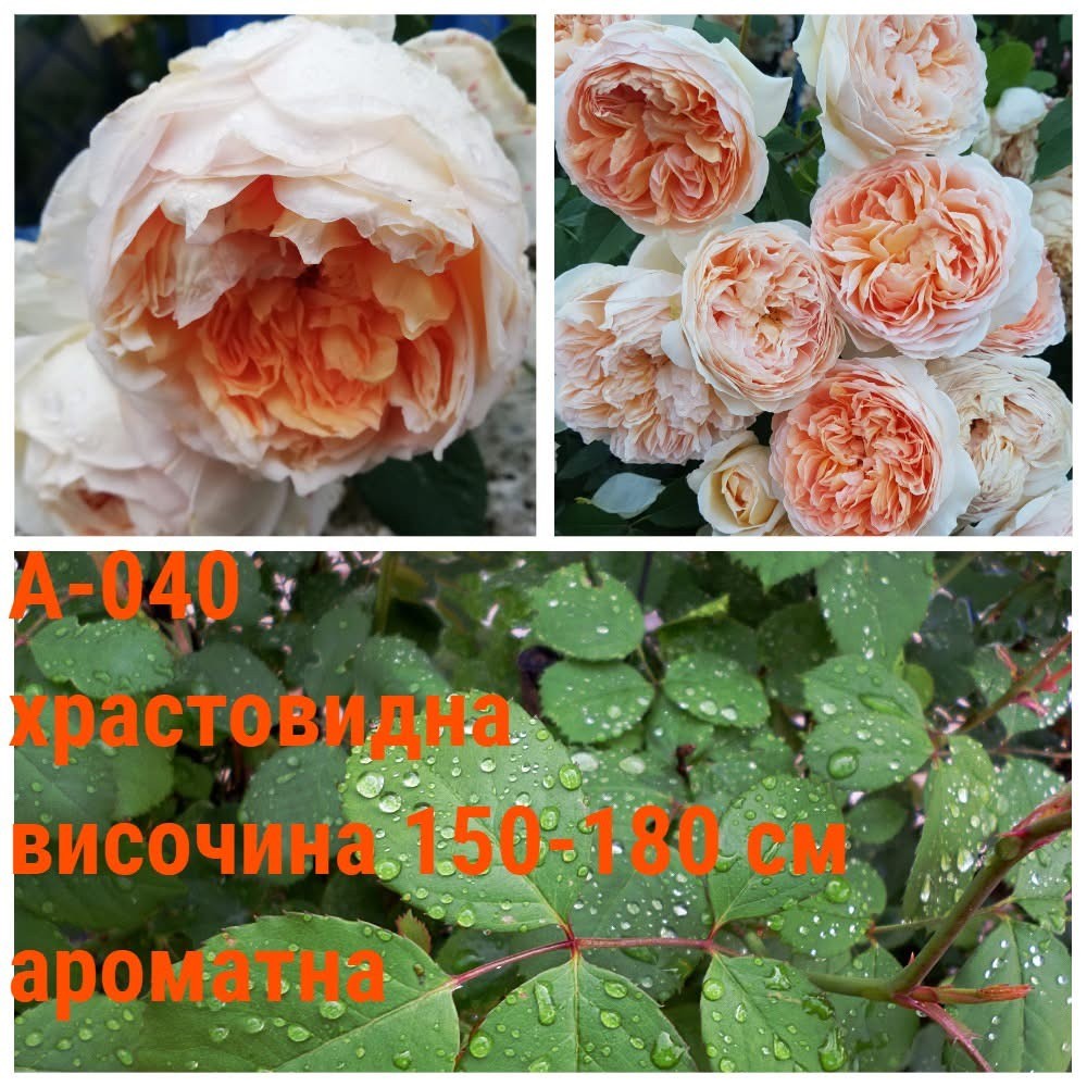 А-040 - Роза в саксия 2 л