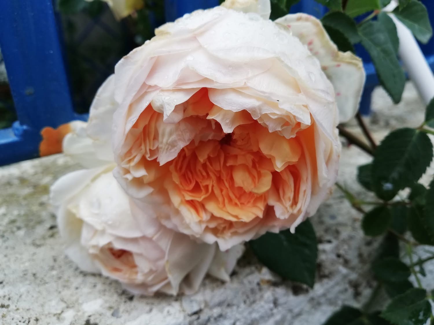 А-040 - Роза в саксия 3 л