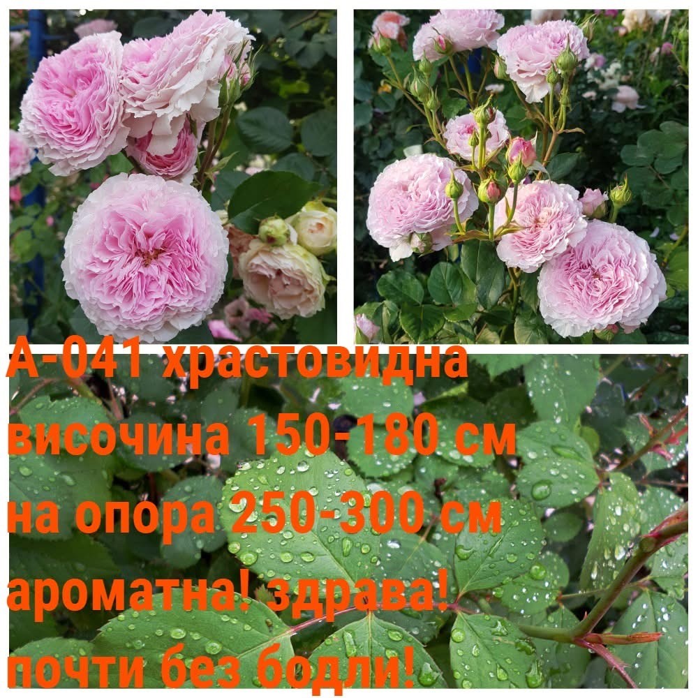 А-041 - Роза в саксия 2 л