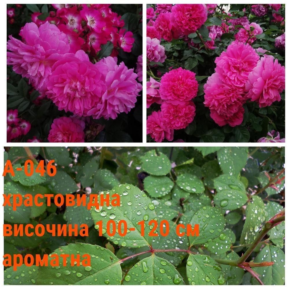 А-046 - Роза в саксия 2 л