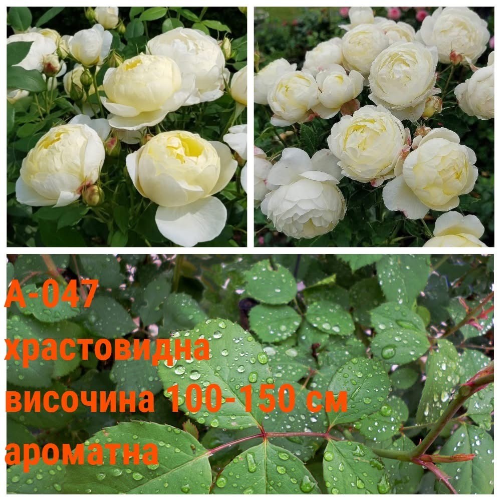 А-047 - Роза в саксия 2 л