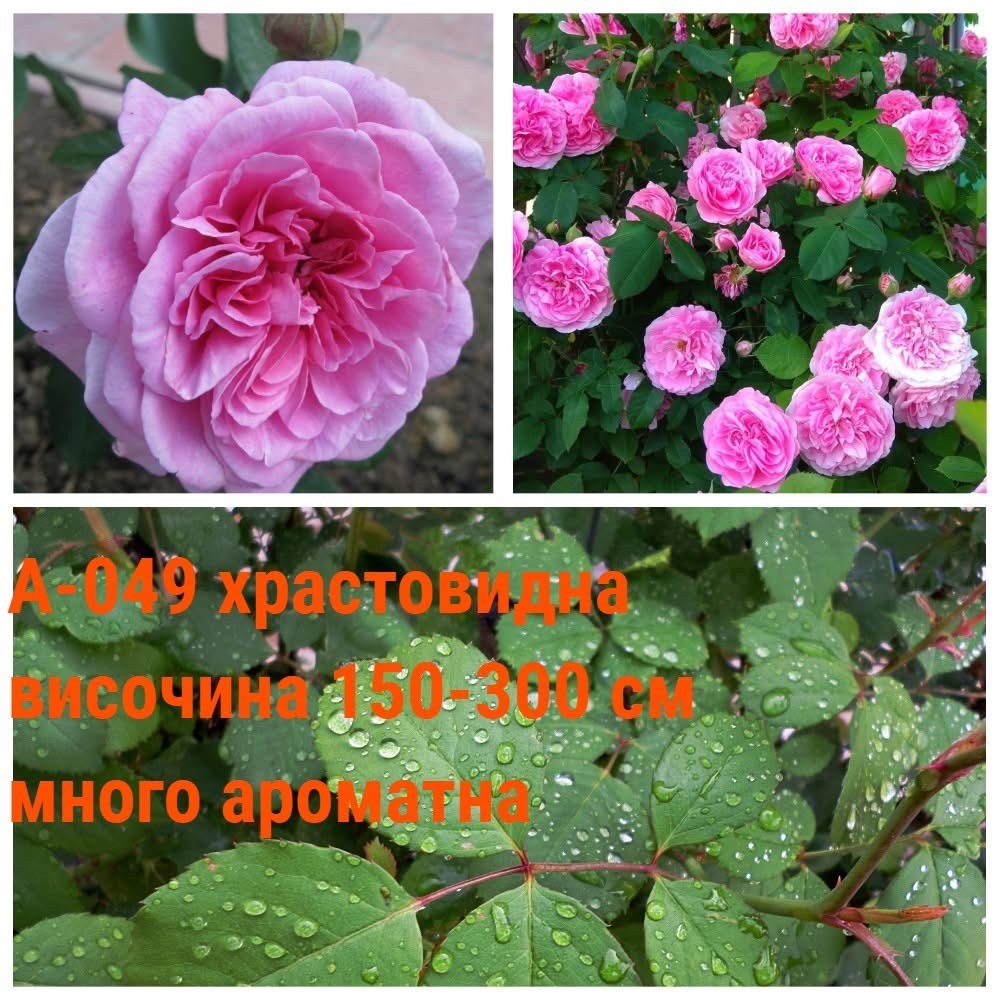 А-049 - Роза в саксия 2 л