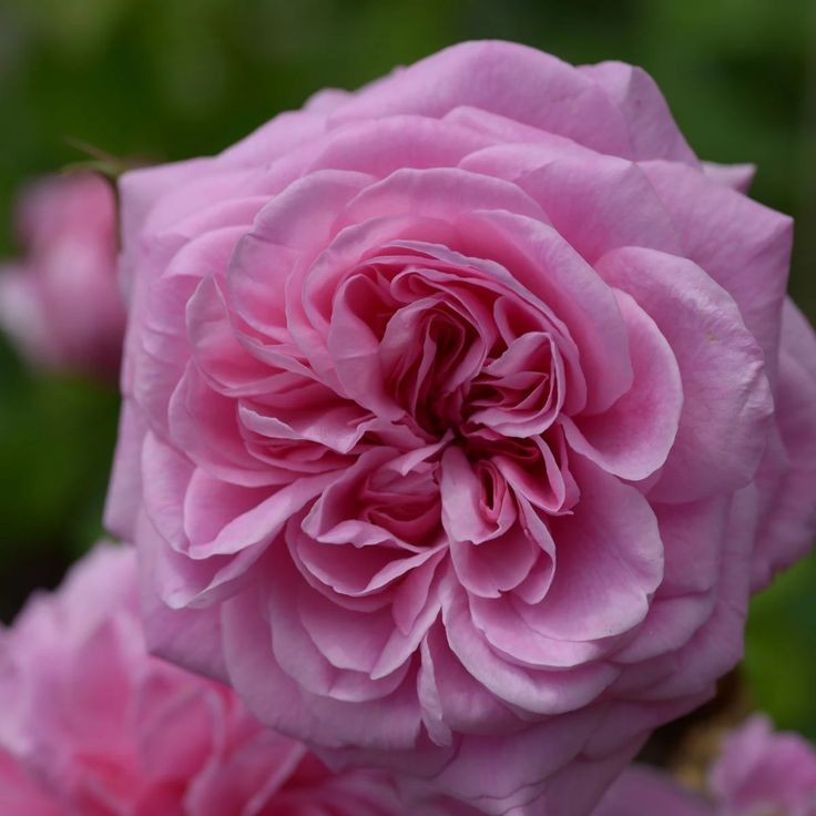 А-049 - Роза в саксия 3 л