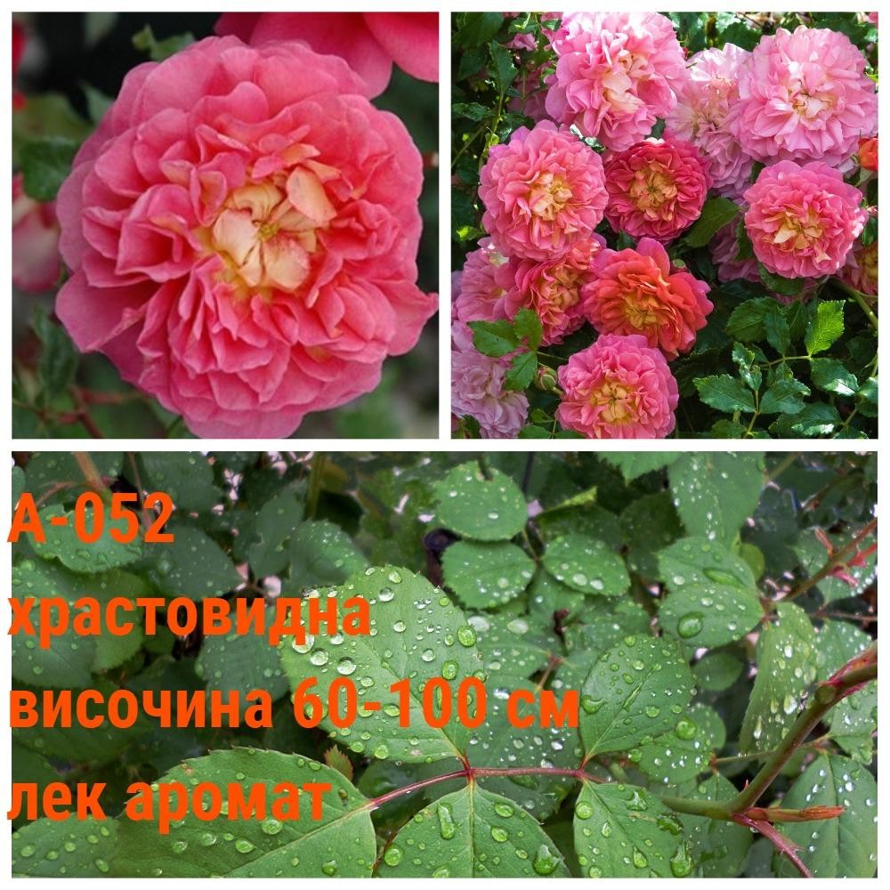 А-052 - Роза в саксия 2 л