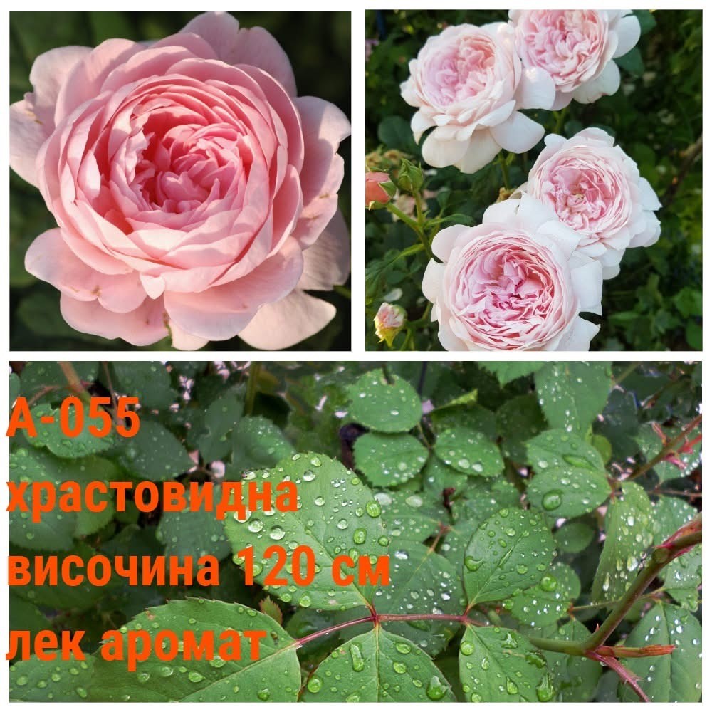 А-055 - Роза в саксия 2 л