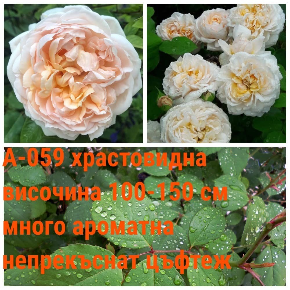 А-059 - Роза в саксия 2 л