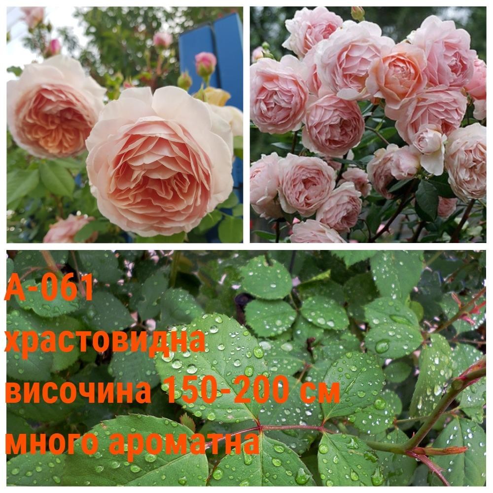 А-061 - Роза в саксия 2 л