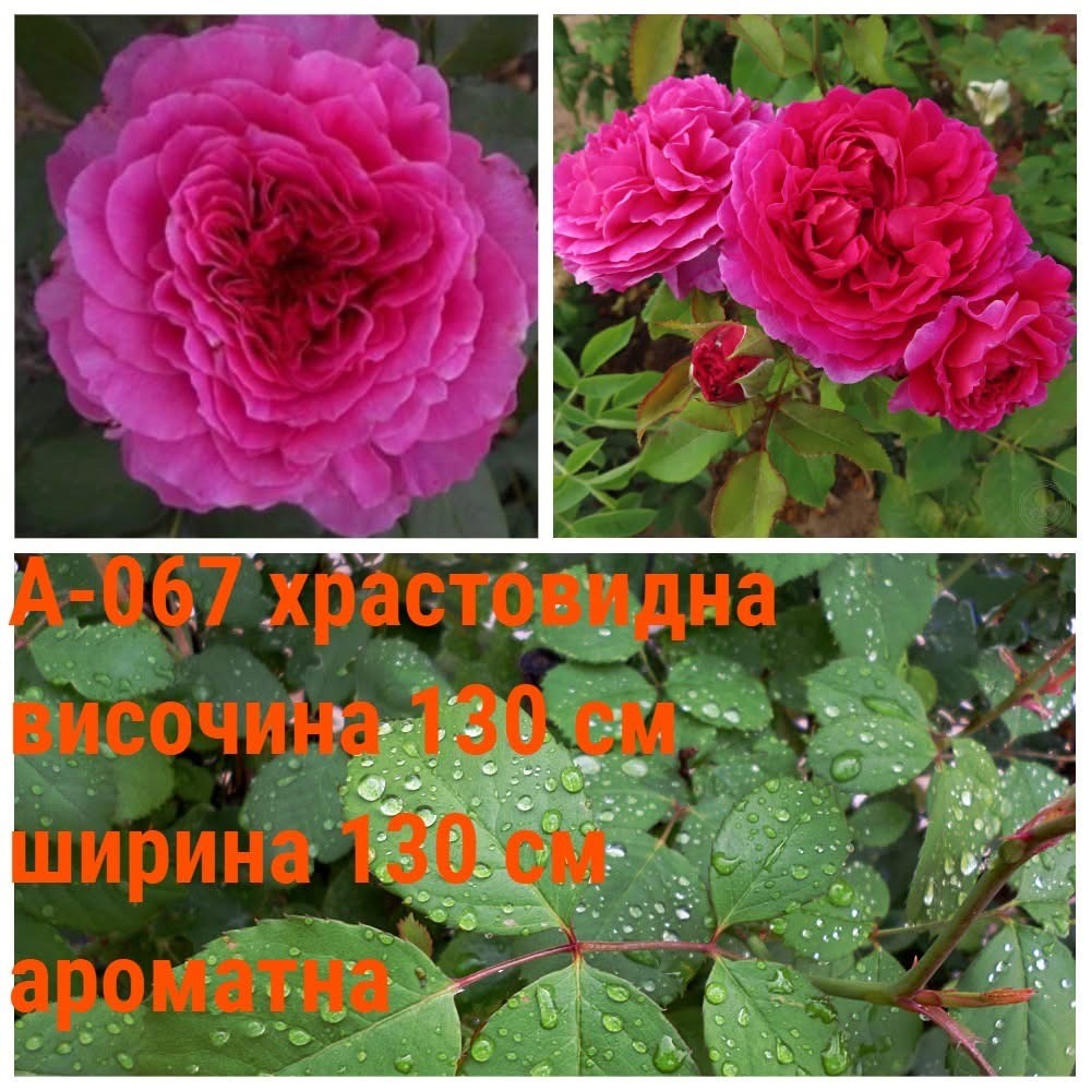 А-067 - Роза в саксия 2 л