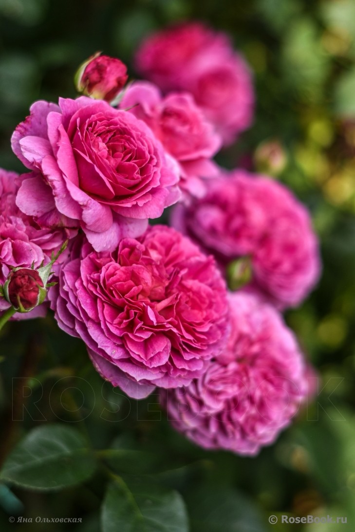 А-067 - Роза в саксия 3 л