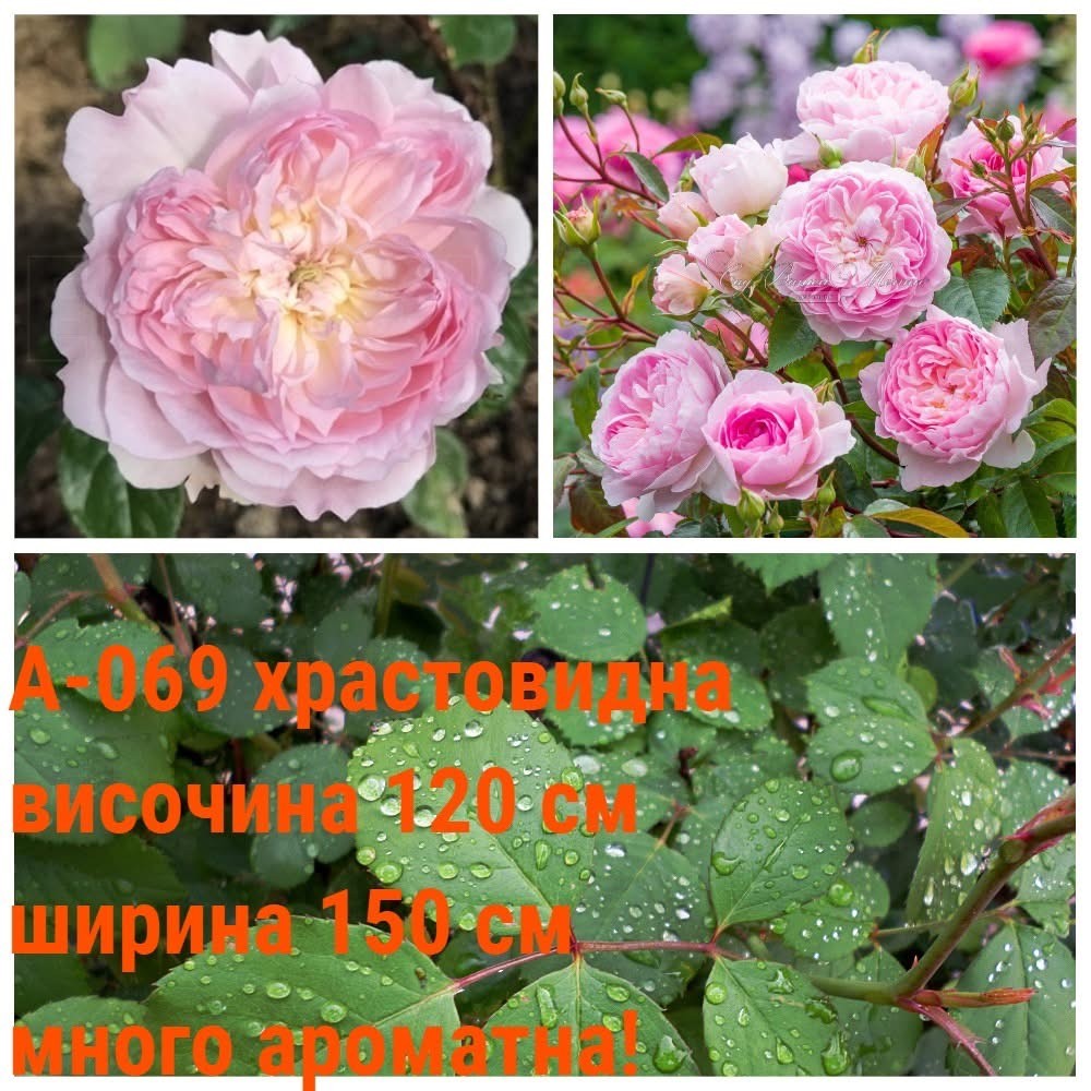 А-069 - Роза в саксия 2 л