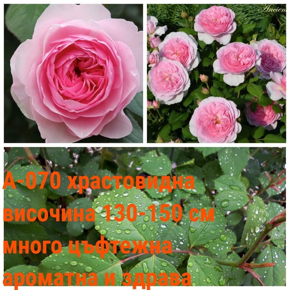 А-070 - Роза в саксия 2 л