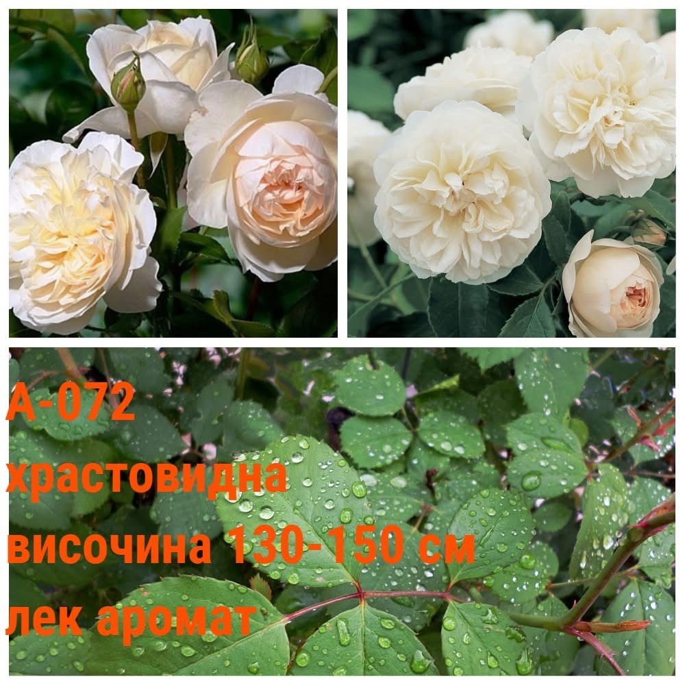 А-072 - Роза в саксия 2 л