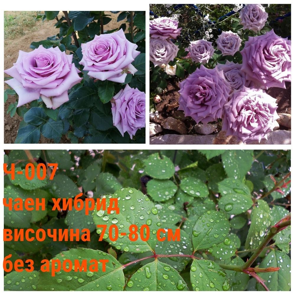 Ч-007 - Роза в саксия 2 л