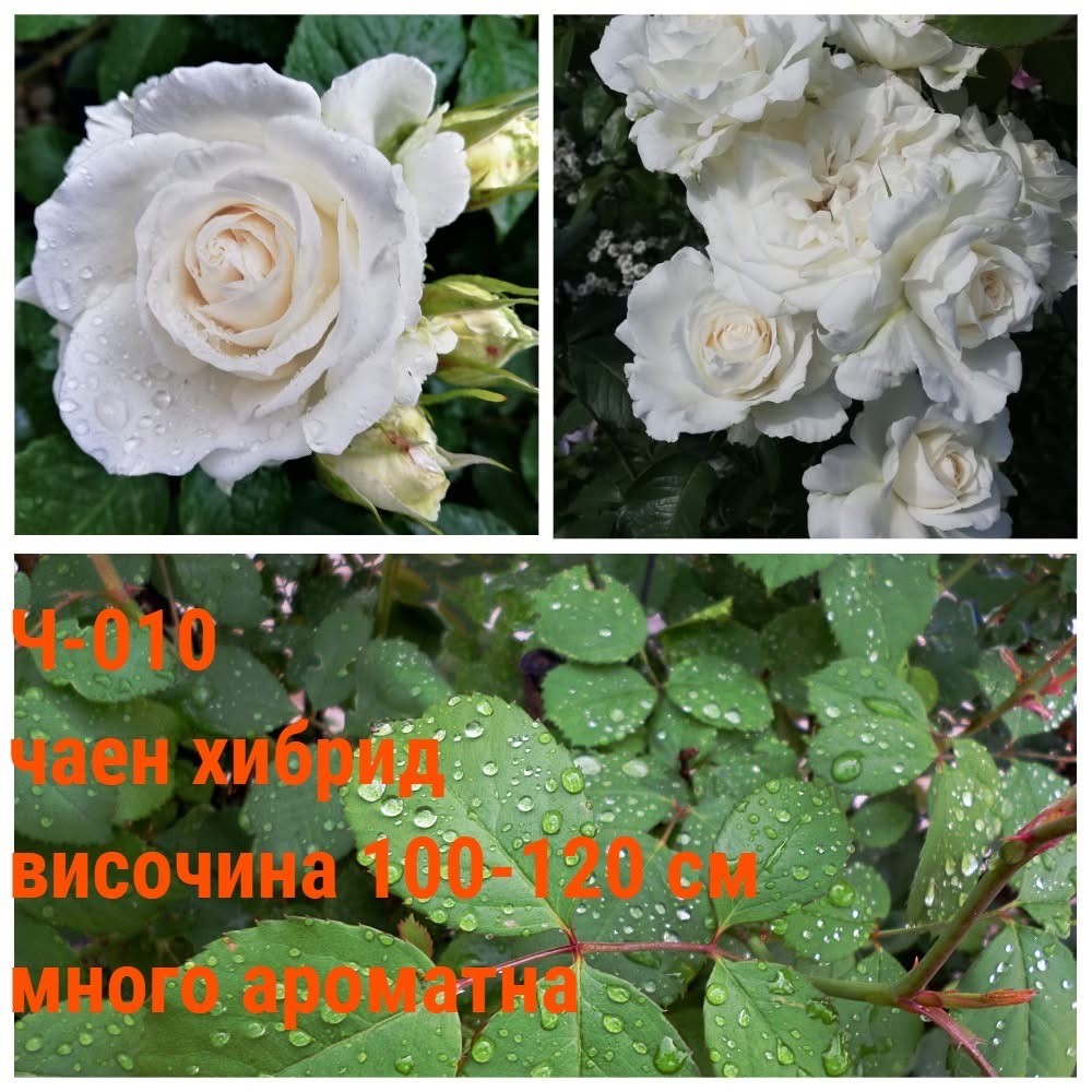 Ч-010 - Роза в саксия 2 л