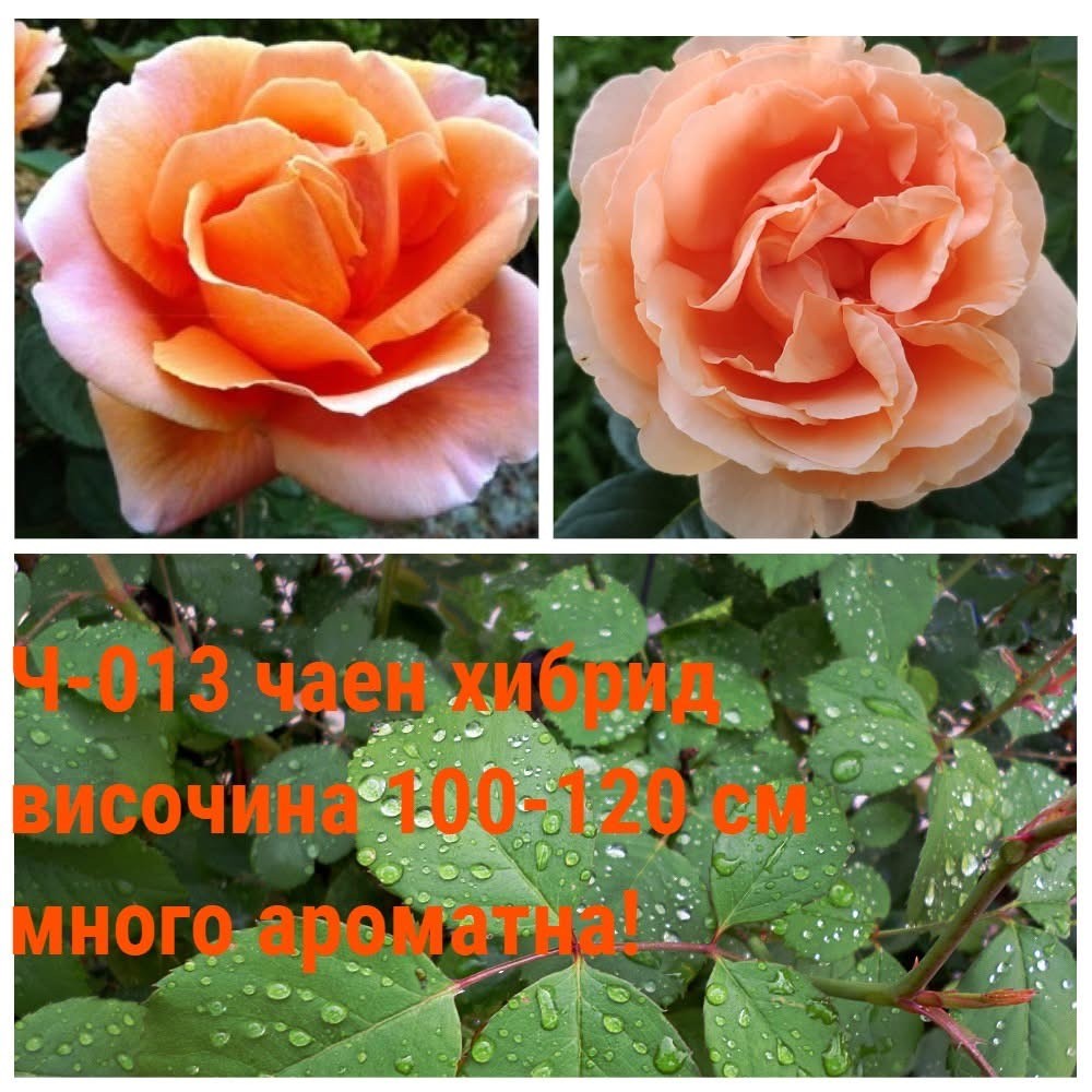 Ч-013 - Роза в саксия 2 л