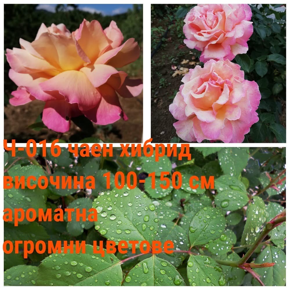 Ч-016 - Роза в саксия 2 л