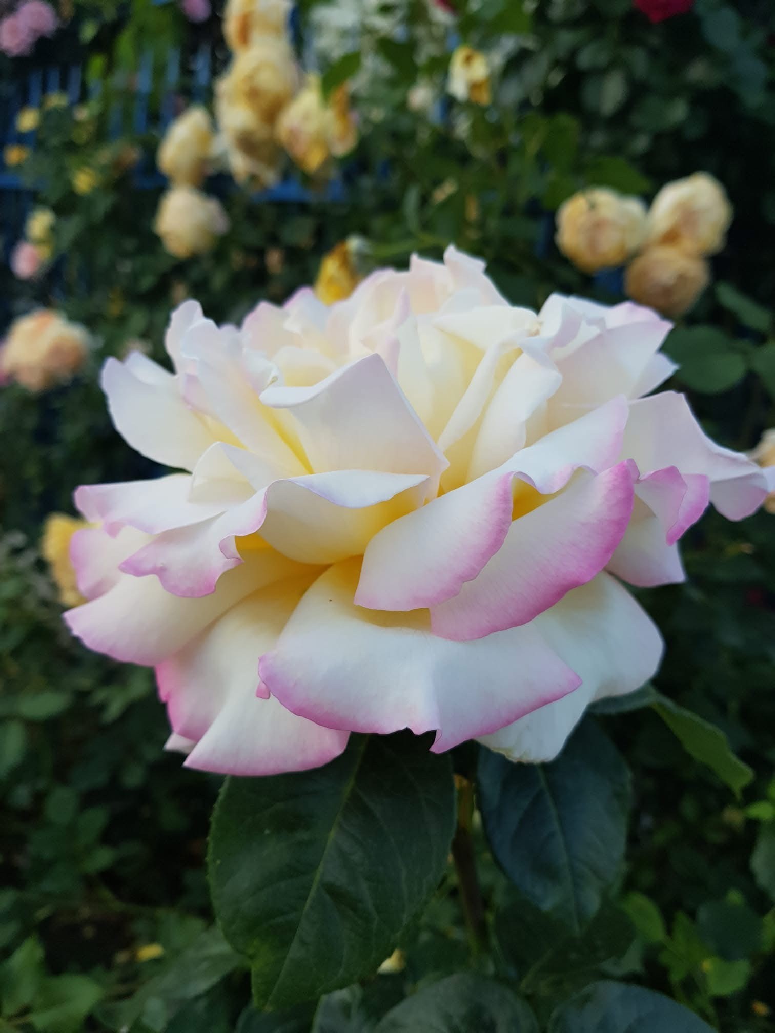 Ч-016 - Роза в саксия 3 л