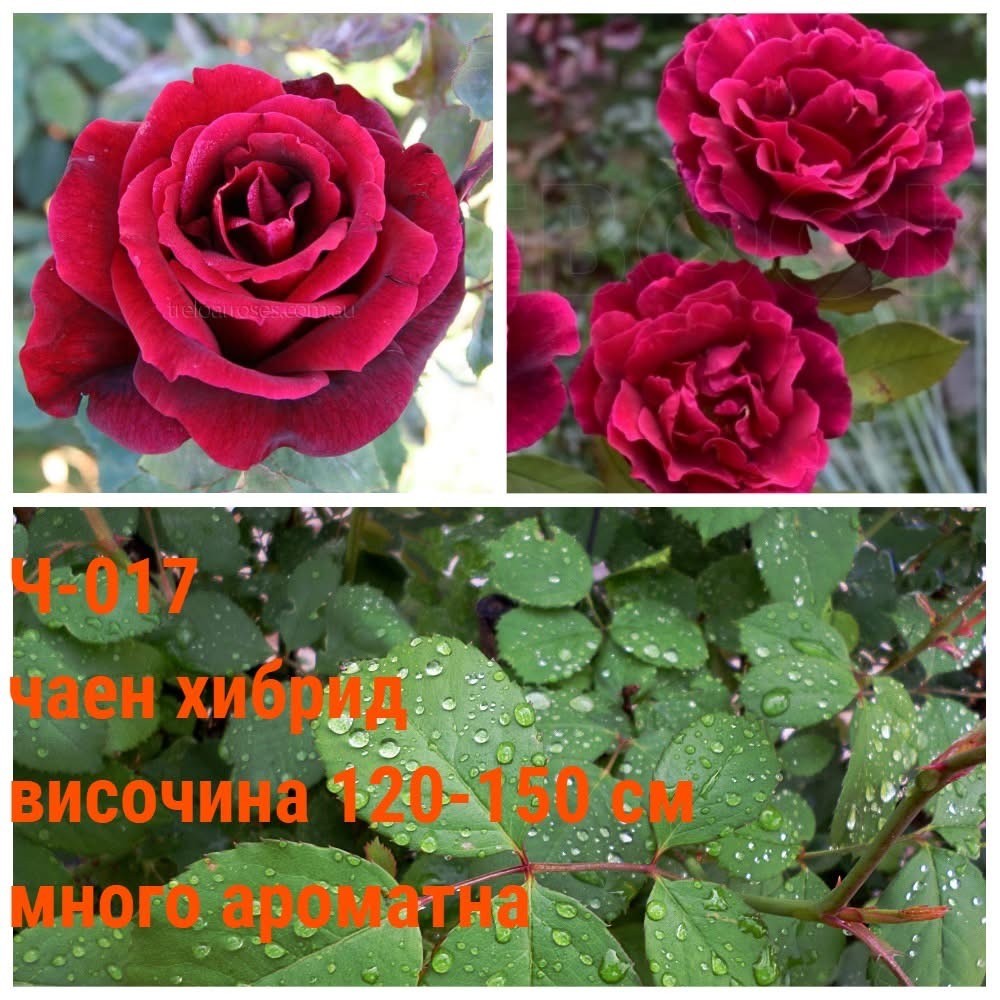Ч-017 - Роза в саксия 2 л