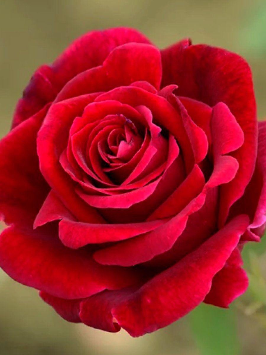 Ч-017 - Роза в саксия 3 л