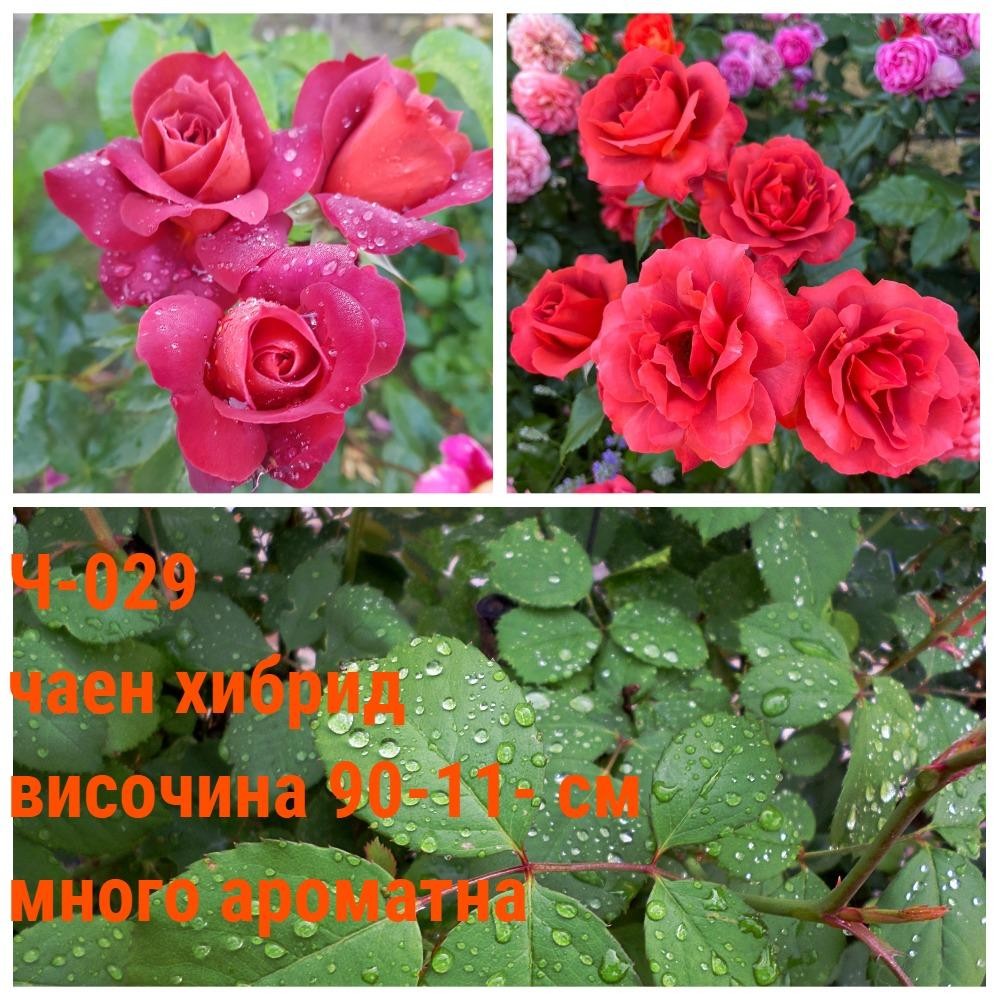 Ч-029 - Роза в саксия 2 л