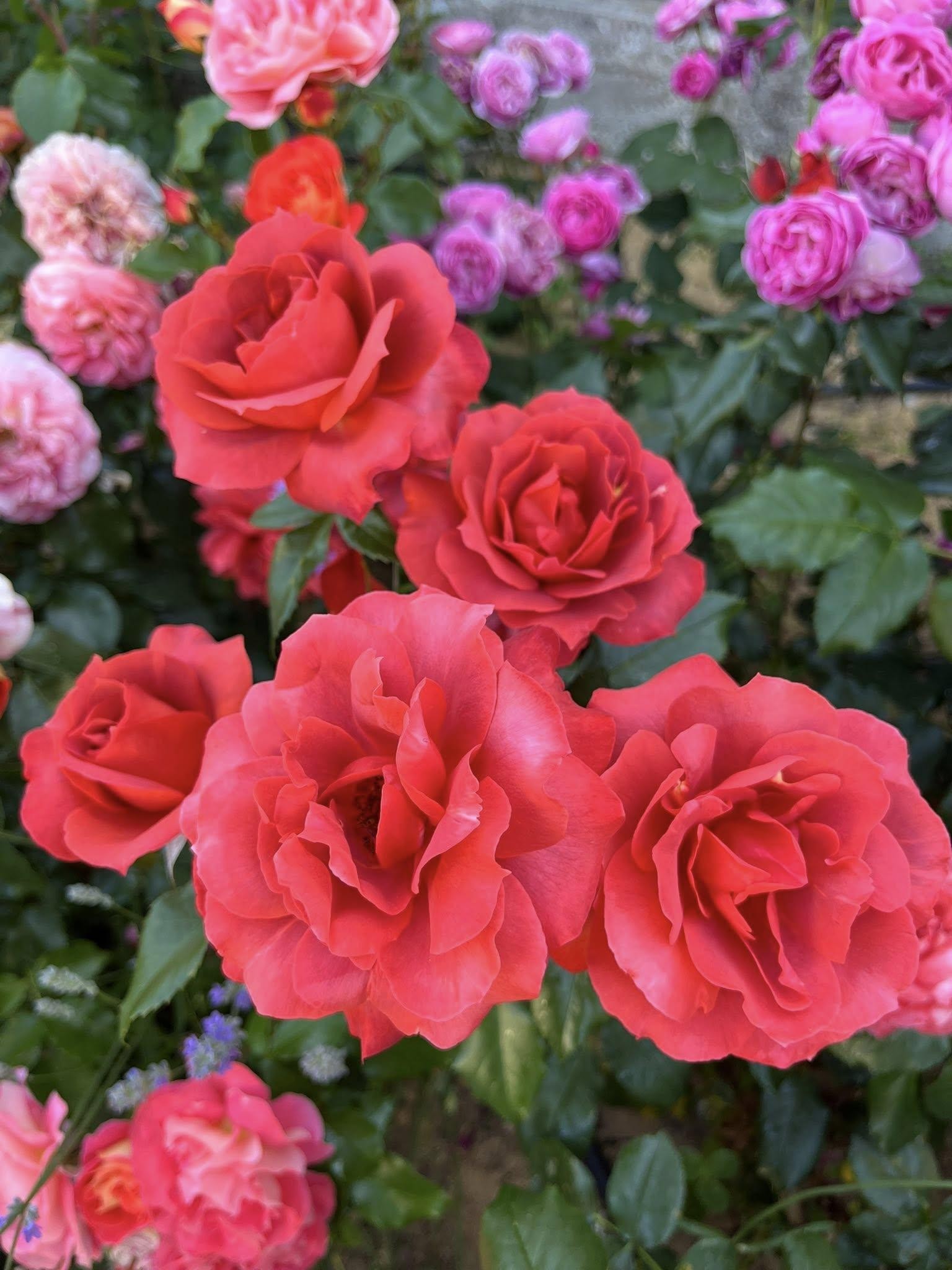 Ч-029 - Роза в саксия 3 л