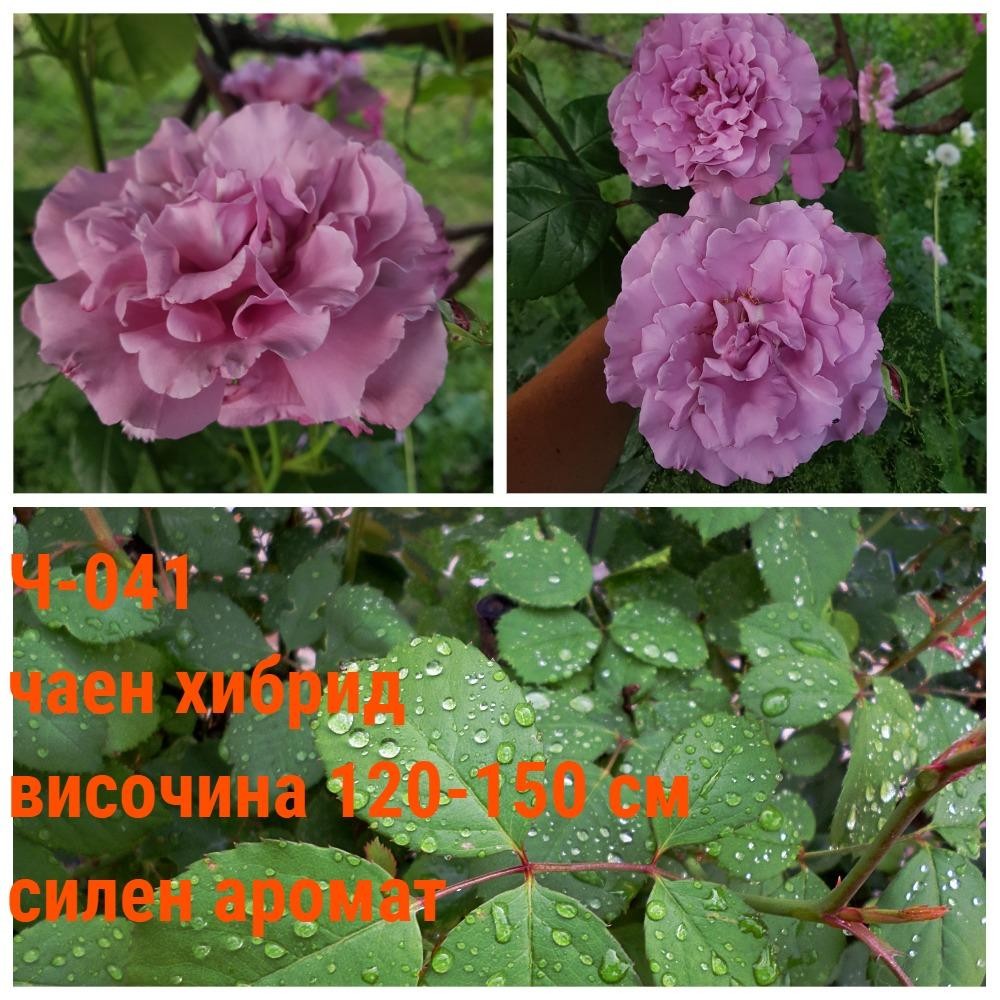 Ч-041 - Роза в саксия 2 л