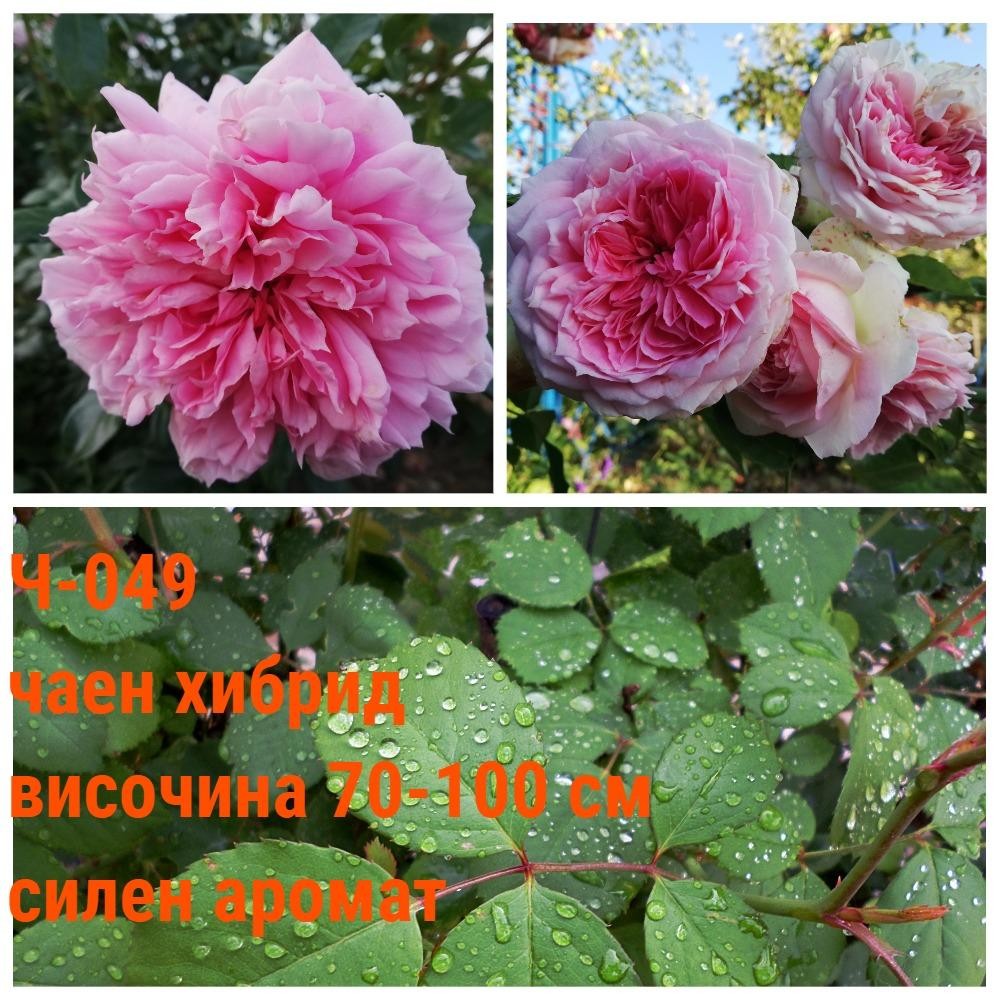 Ч-049 - Роза в саксия 2 л