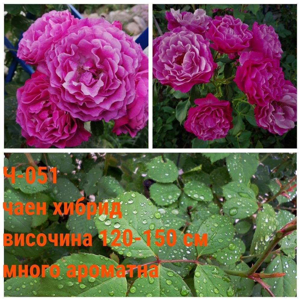 Ч-051 - Роза в саксия 2 л