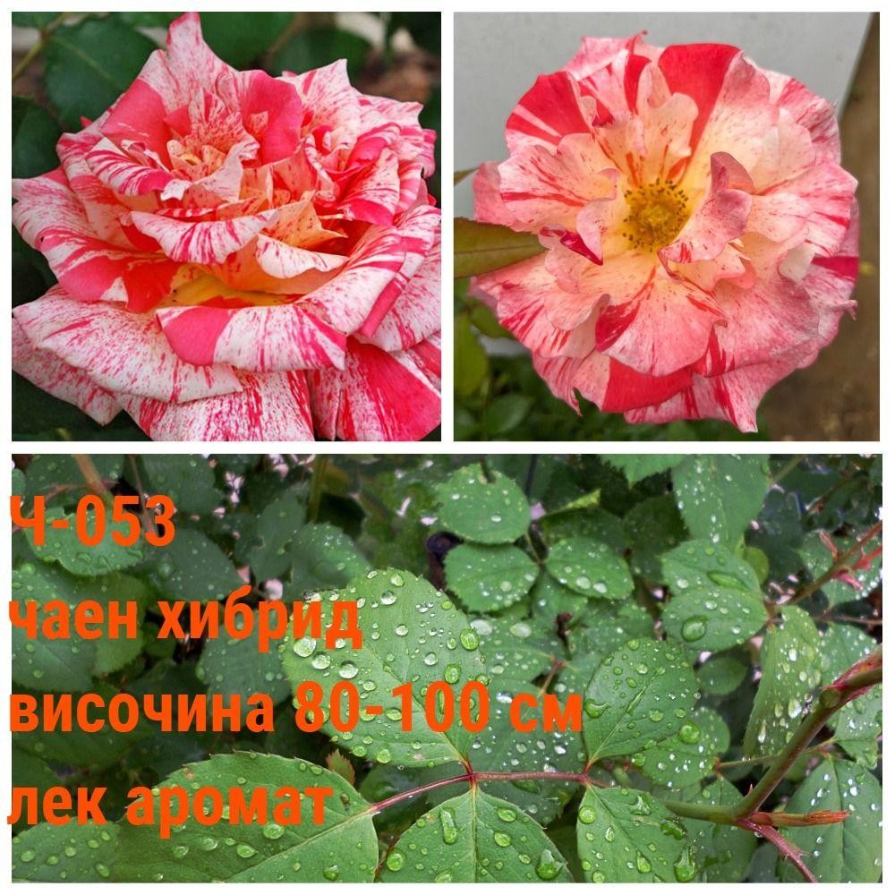 Ч-053 - Роза в саксия 2 л