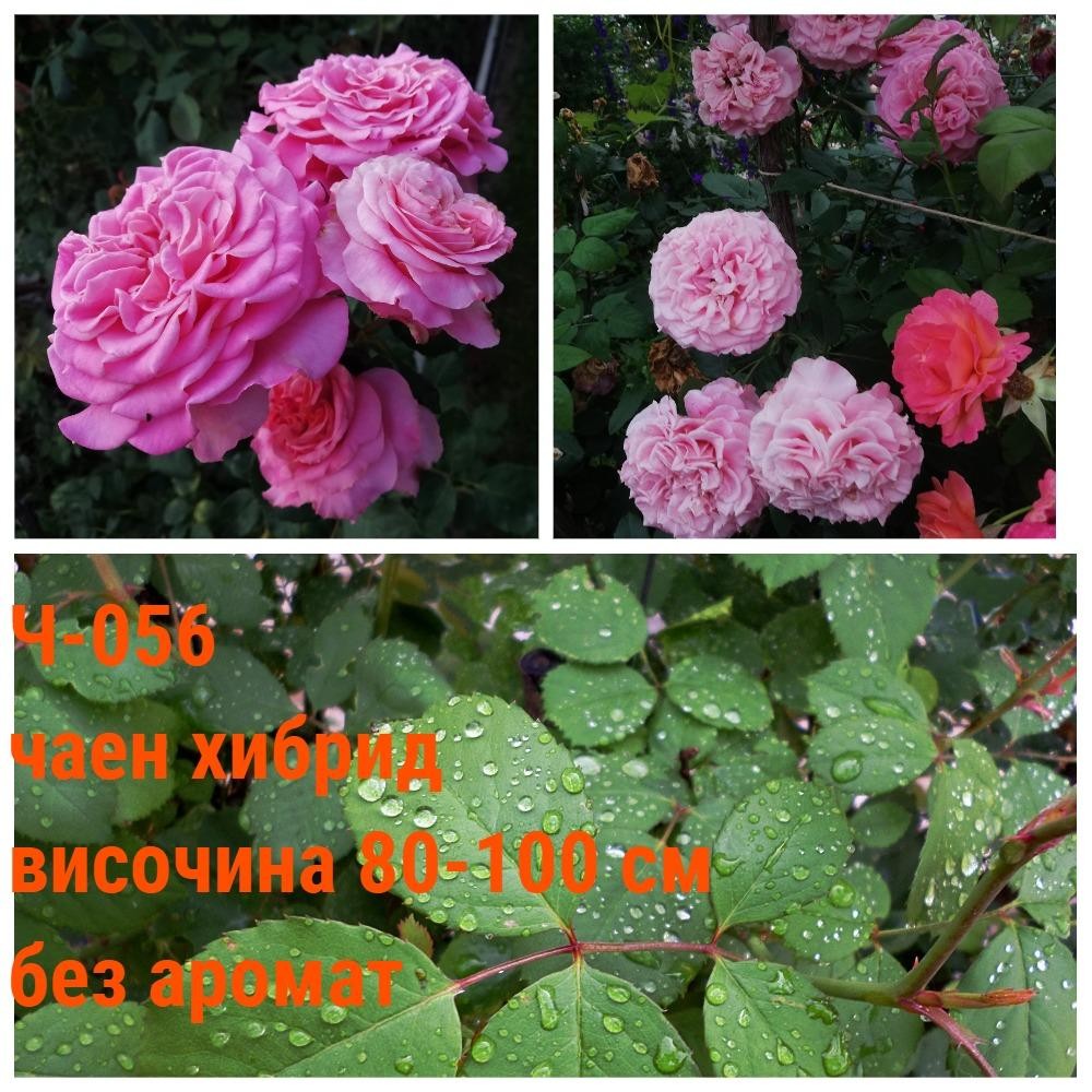 Ч-056 - Роза в саксия 2 л