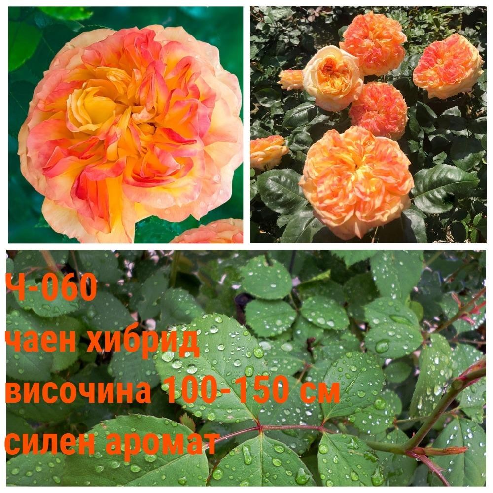 Ч-060 - Роза в саксия 2 л