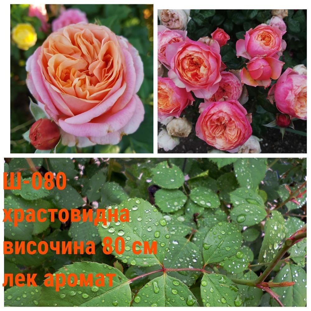 Ч-080 - Роза в саксия 2 л