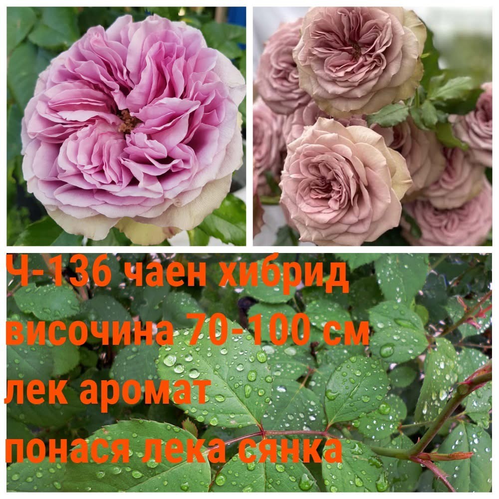 Ч-136 - Роза в саксия 2 л