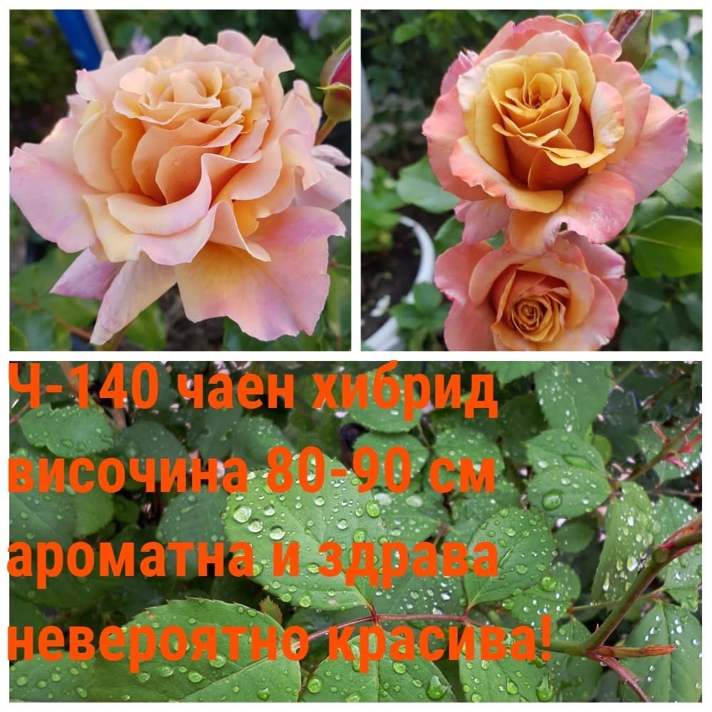 Ч-140 - Роза в саксия 2 л